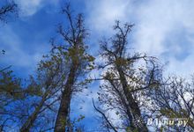 Холодный фронт уже скоро собьёт аномальное тепло