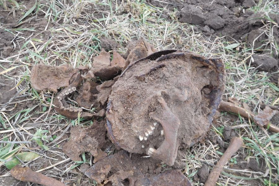 Поисковики подняли 15 солдат РККА в Локнянском районе (ФОТО)