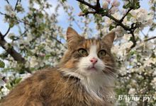 Прогноз погоды на 20 мая в Великих Луках