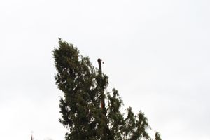 Сегодня в Великие Луки привезли главную новогоднюю ёлку (фото)