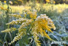 Прогноз погоды в Великих Луках на 2 октября