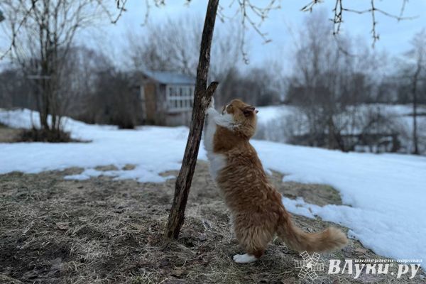 Прогноз погоды на 4 февраля в Великих Луках