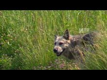 Импульс-ТВ: Переселение «Голубой дивизии»