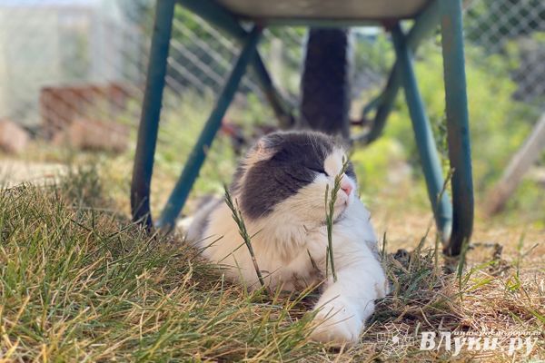 Псковский синоптик рассказала о погоде до конца июля