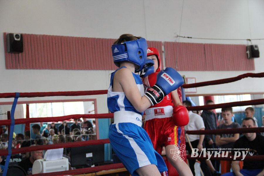 В Великих Луках прошло Первенство города по боксу (ФОТО)