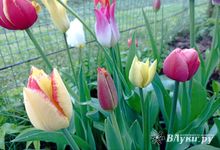 Более 36 тыс. луковиц тюльпанов не прошли фитосанитарный контроль в Псковской области