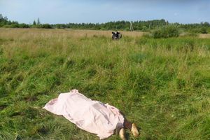 В Псковской обласи на пенсионерку напал бык - женщина погибла (ФОТО)