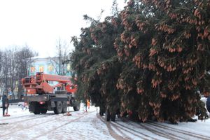 В Великие Луки приехала главная новогодняя ель (ФОТО)