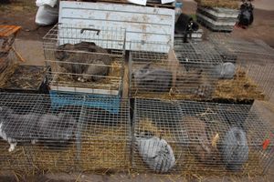 В Великих Луках проходит Весенняя ярмарка