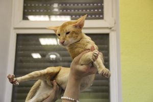 В Великих Луках прошла выставка кошек (фото)