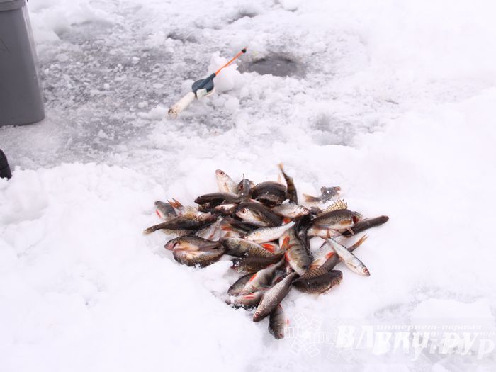Подведены итоги Открытого чемпионата Великих Лук по рыболовному спорту (фото)