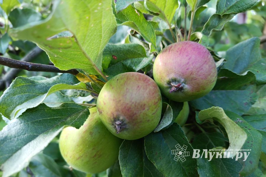 ВЛуки.ру