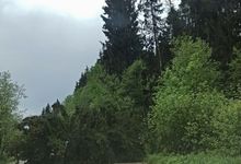 Дерево перекрыло проезд автомобилей в зелёной зоне (ФОТО)