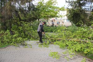 На площади Калинина убирают лишние деревья (ФОТО)
