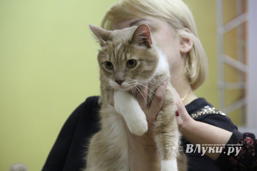 В Великих Луках прошла выставка кошек (фото)