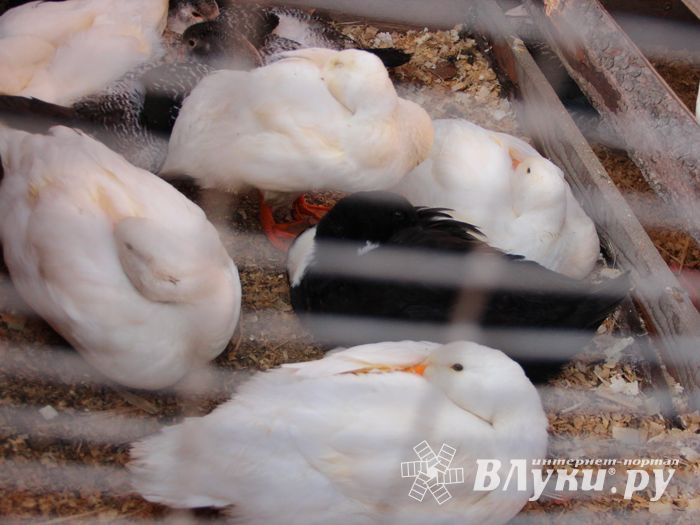 Торговая ярмарка «Осень-2016» прошла в Великих Луках (ФОТО)