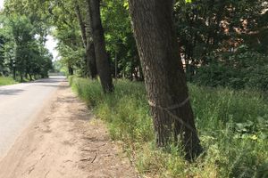 Трава у дома (ФОТО)