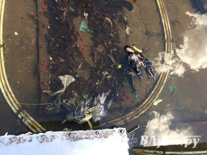 Страшнее, чем у Хичкока — фонтан в Великих Луках (ФОТО 16+)