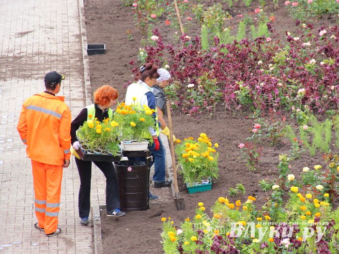 В Великих Луках сажают, стригут и красят (ФОТО)