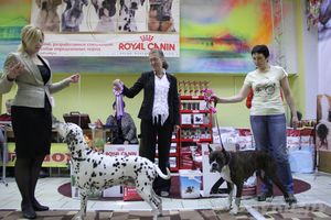 Всероссийская выставка собак «Великие Луки — 2014»