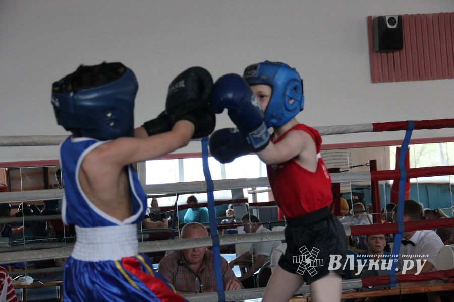 В Великих Луках прошло Первенство города по боксу (ФОТО)