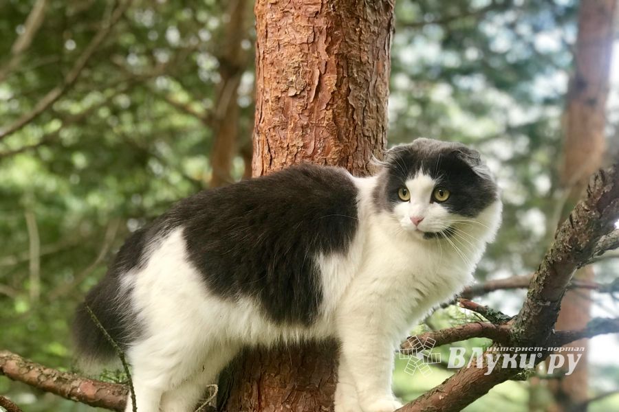 ВЛуки.ру и «Zooбастики» объявляют фотоконкурс «Мурлето» (0+)