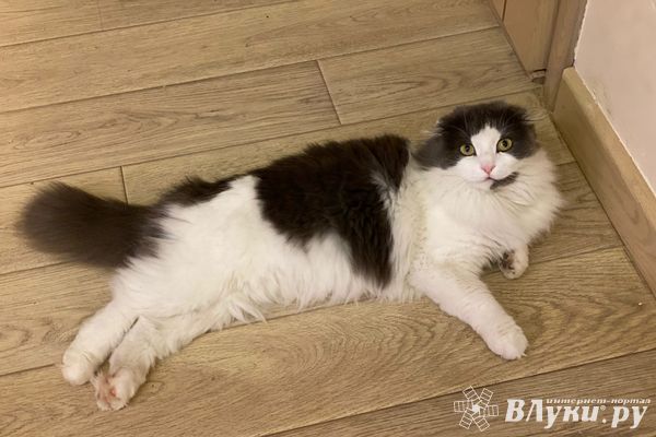 В Новосокольническом районе проводят вакцинацию животных от бешенства