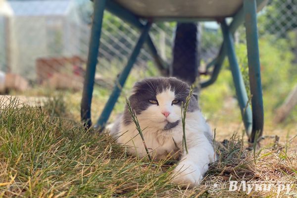 Завтра в Псковской области обещают +30 и грозы