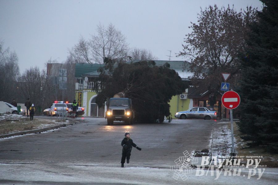 В Великих Луках установили новогоднюю елку (фото)