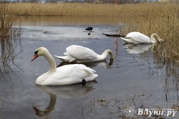 Жителям Псковской области рассказали о погоде в апреле