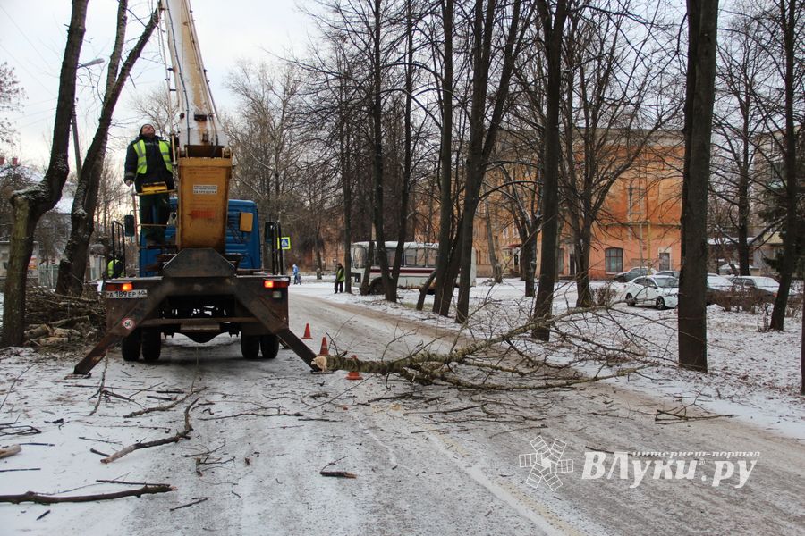 На проспекте Гагарина идет формовка деревьев (ФОТО)