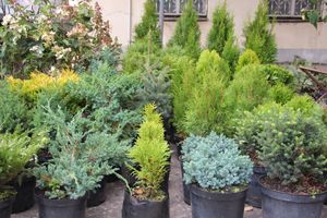 Ярмарка «Осень-2017» (ФОТО)