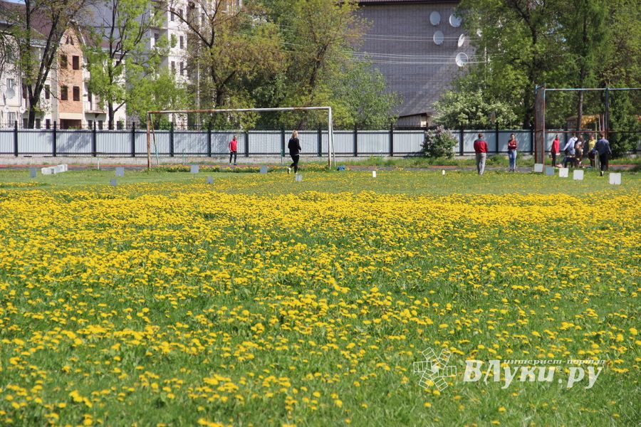 Великие Луки принимают чемпионат области по легкой атлетике (ФОТО)