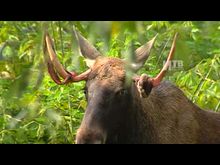 Импульс-ТВ: Лось