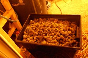 В Псковской области полицейскими выявлена нарколаборатория (ФОТО 18+)