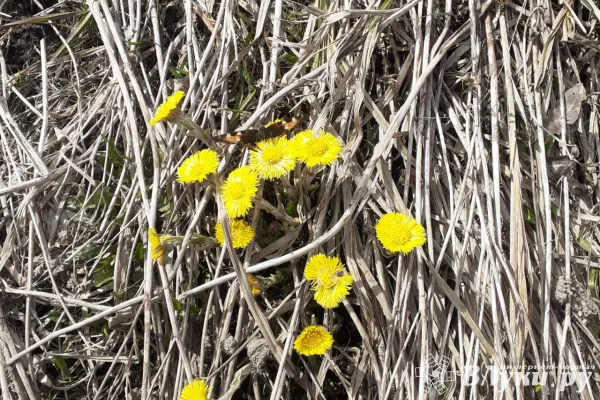Власти Псковской области усилили контроль за мерами профилактики клещевого энцефалита