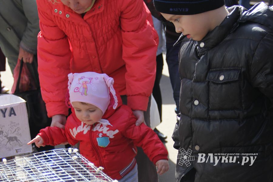Универсальная торговая ярмарка «Весна-2015» прошла в Великих Луках (фото)