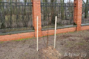 У Братского кладбища высадили новую аллею (фото)