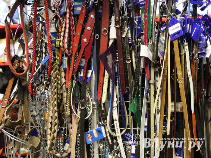 «Zooбастики»: подарите праздник своим любимцам! (ФОТО+ВИДЕО)