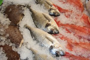 Такой рыбы нигде больше нет (ФОТО)