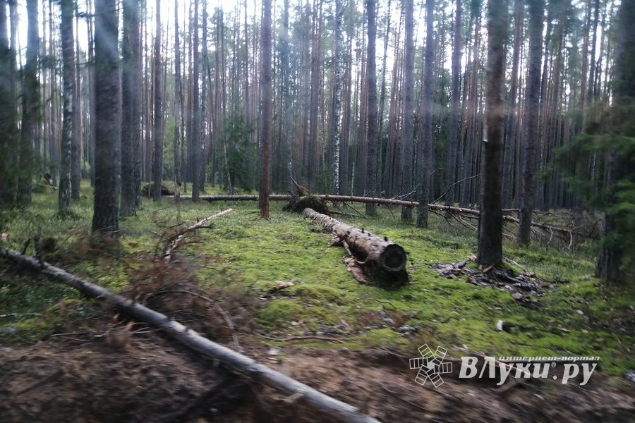 Три лесных пожара площадью 8,1 гектара зарегистрировали в Великолукском округе