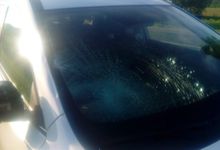 ДТП под Куньей – лось выскочил на машину (ФОТО)