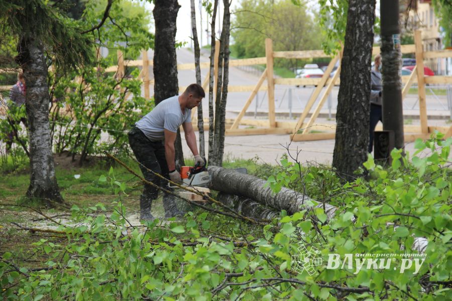 На площади Калинина убирают лишние деревья (ФОТО)