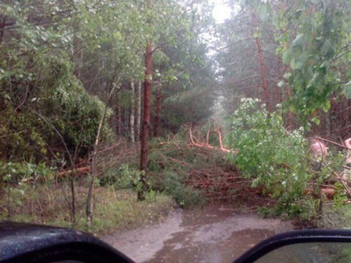 Ураган в Псковской области валил деревья и срывал крыши (ФОТО)