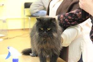 В Великих Луках прошла выставка кошек (фото)