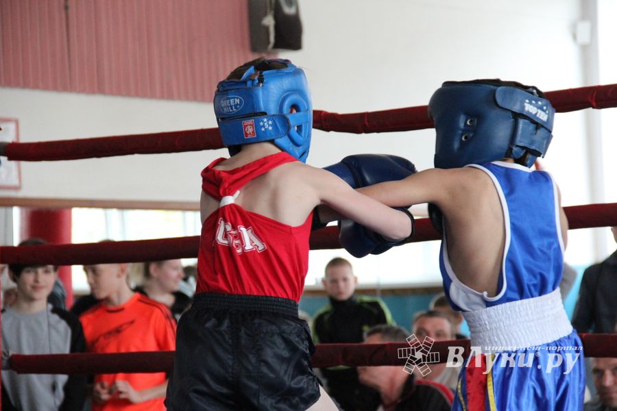 В Великих Луках прошло Первенство города по боксу (ФОТО)