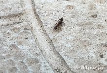 Как прогнать муравьев с участка?