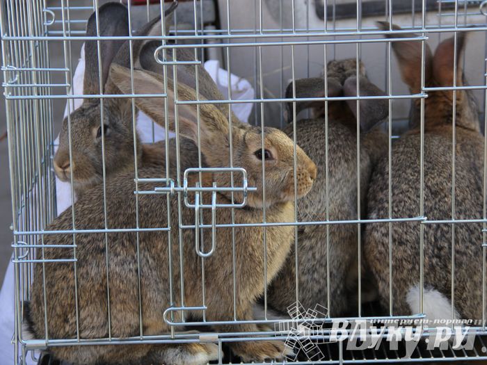Традиционная весенняя ярмарка прошла в Великих Луках