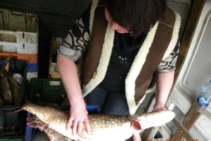 Сотрудниками рыбоохраны на трассе Псков – Гдов изъята контрабандная рыба (фото)