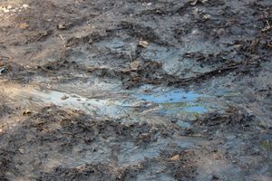 Великие Луки после дождичка в четверг (ФОТО)